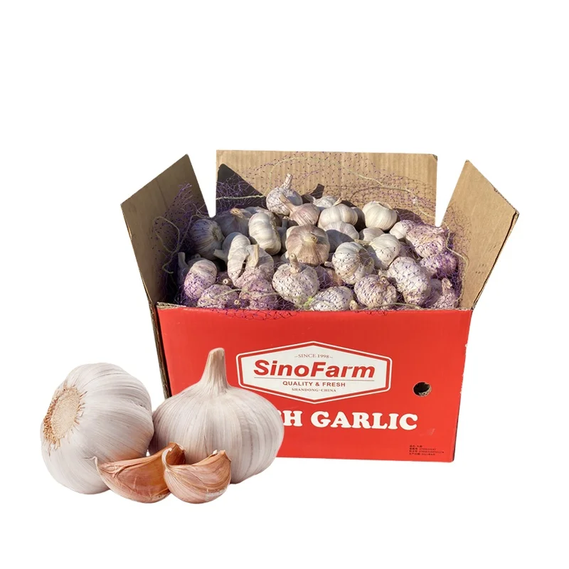 New Normal White Fresh Garlic 10kg Carton From Chinese Garlic Wholesale Supplier Export Price