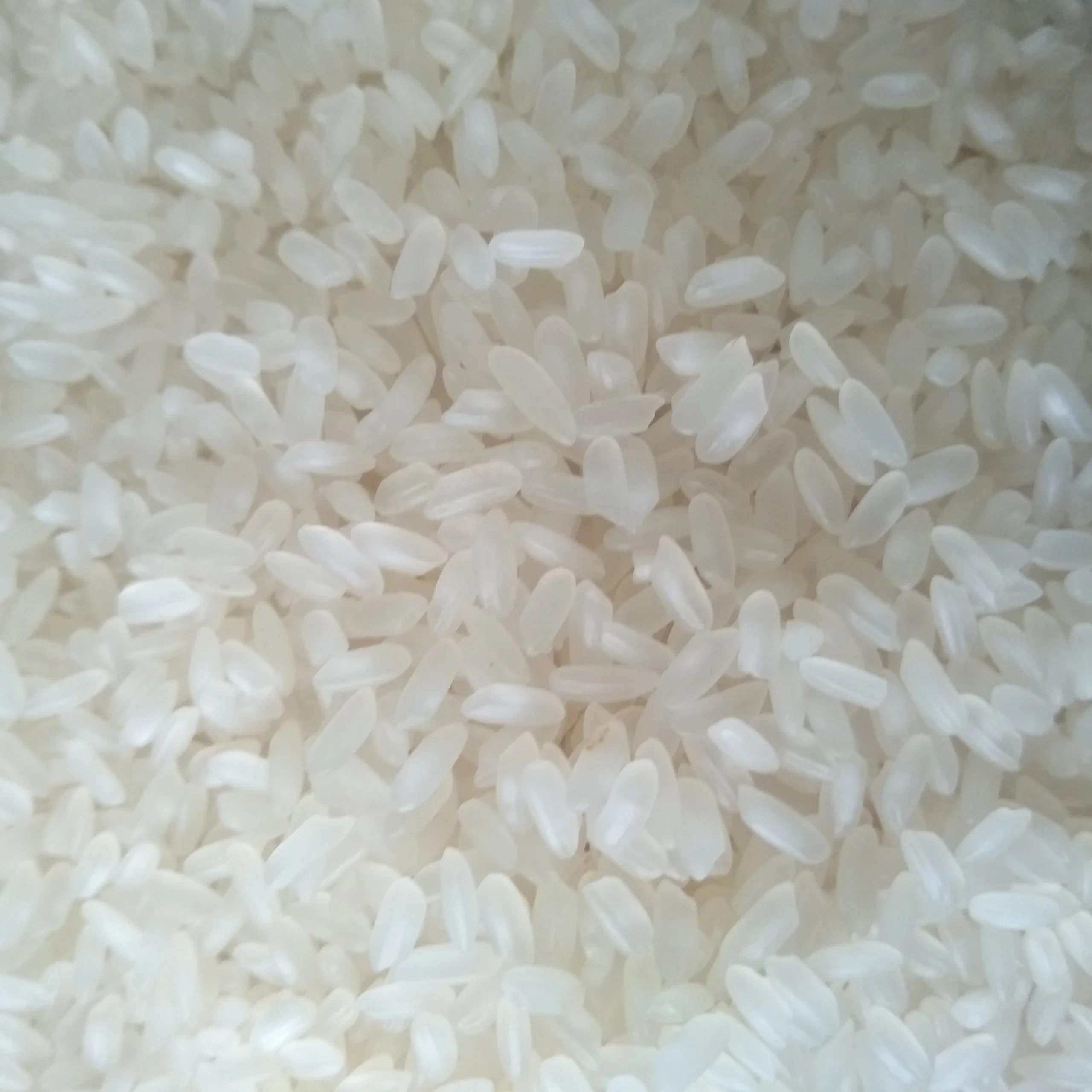 CALROSE RICE HIGH-QUALITY FOR SALE +84765149122