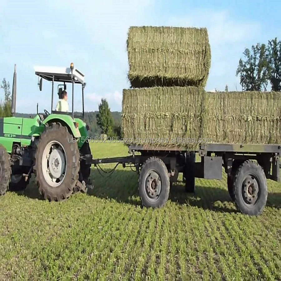 Alfalfa Hay In Bulk Quantity For Sale