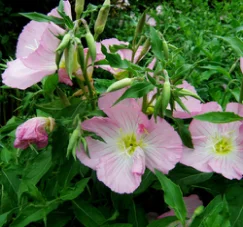 
Pure natural organic 99% evening primrose oil essential oil that can fight cancer 