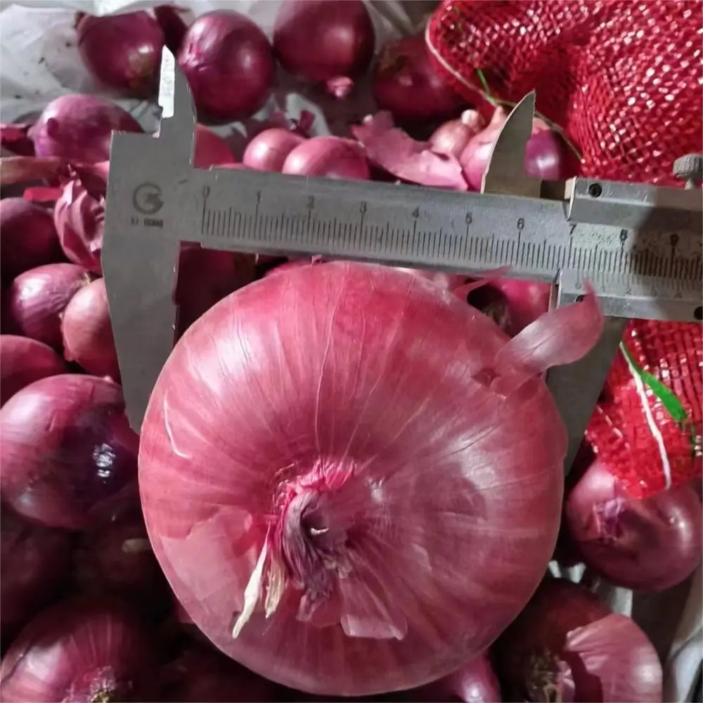 Fresh Red Onion