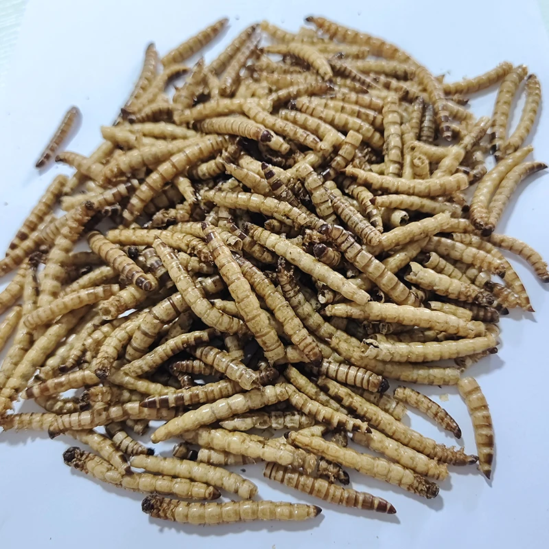 Feed Your Pets the Best. Great for Lizards, Turtles, Snakes & Other Reptiles. Nutritious & Sustainable. Dried Barley Worms