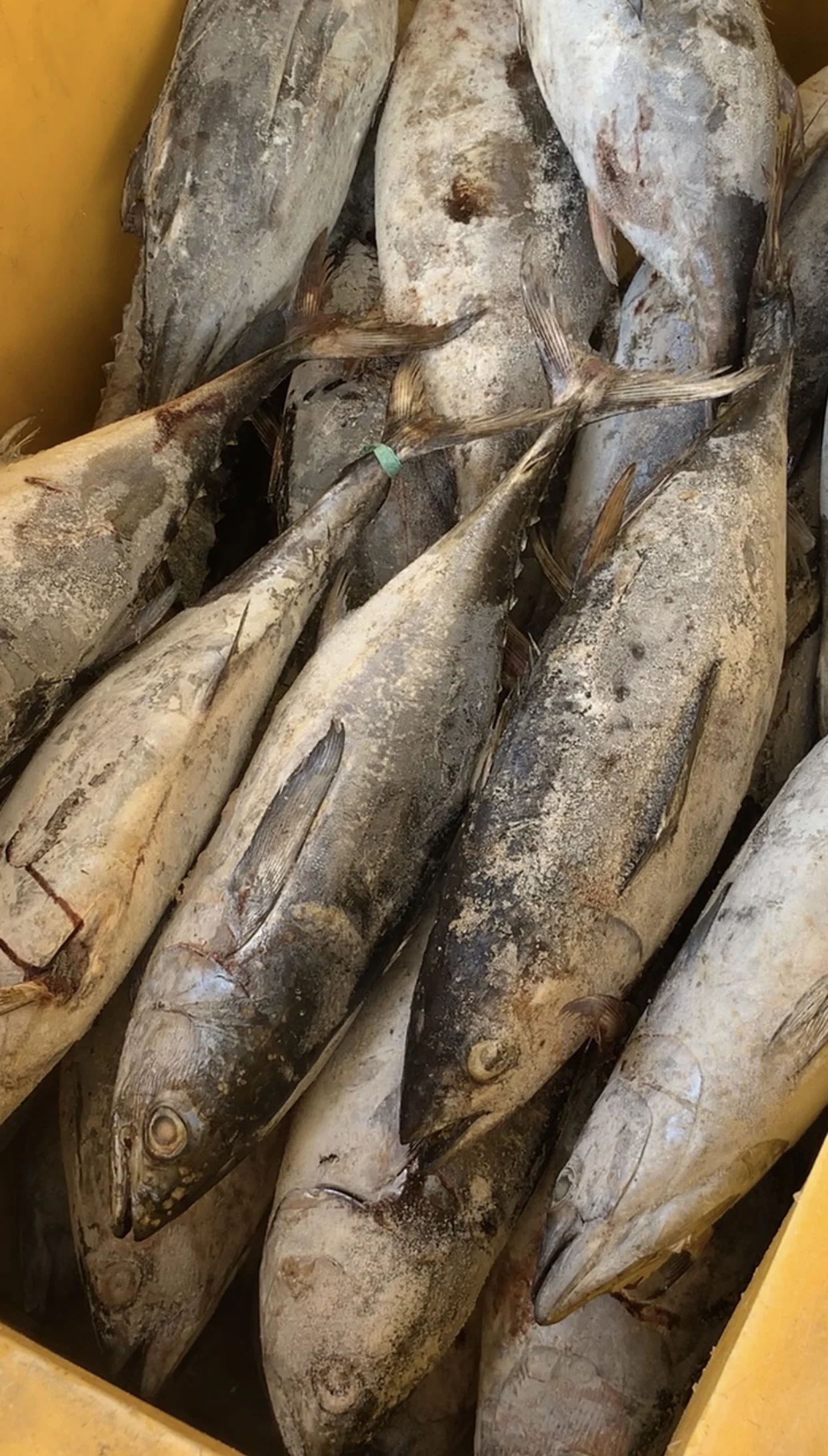 frozen Tuna king fish mackerel best quality from indonesia