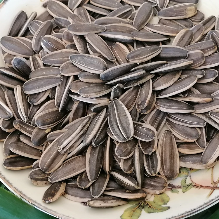 Fresh  production raw sunflower seed chinese