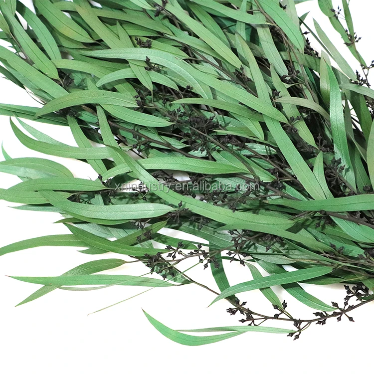 Home Indoor Decoration Leaves Rice Flower Preserved Plants Forever Eucalyptus Leaves with Cone