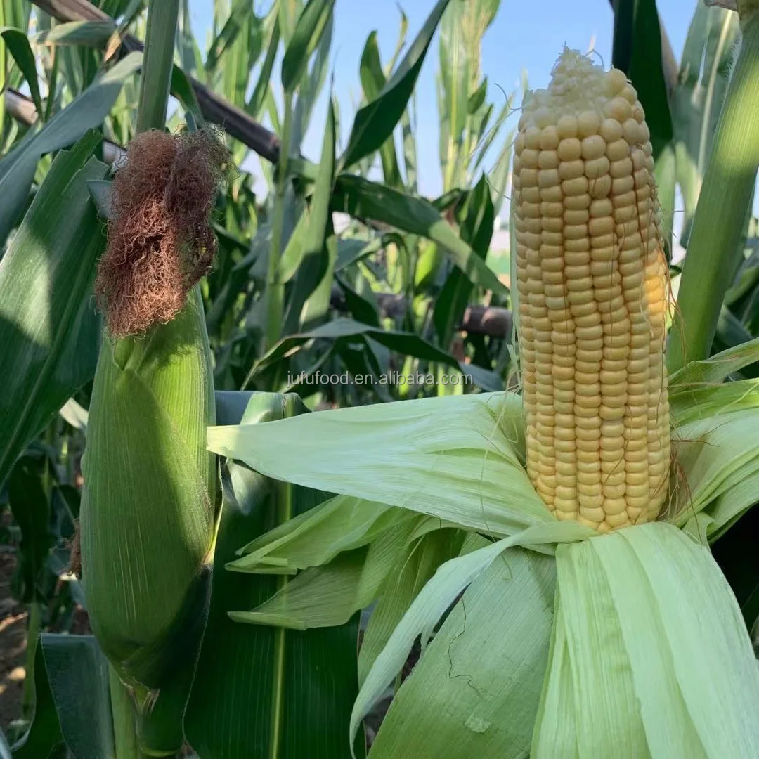 china yellow golden sweet cream style dried corn cob