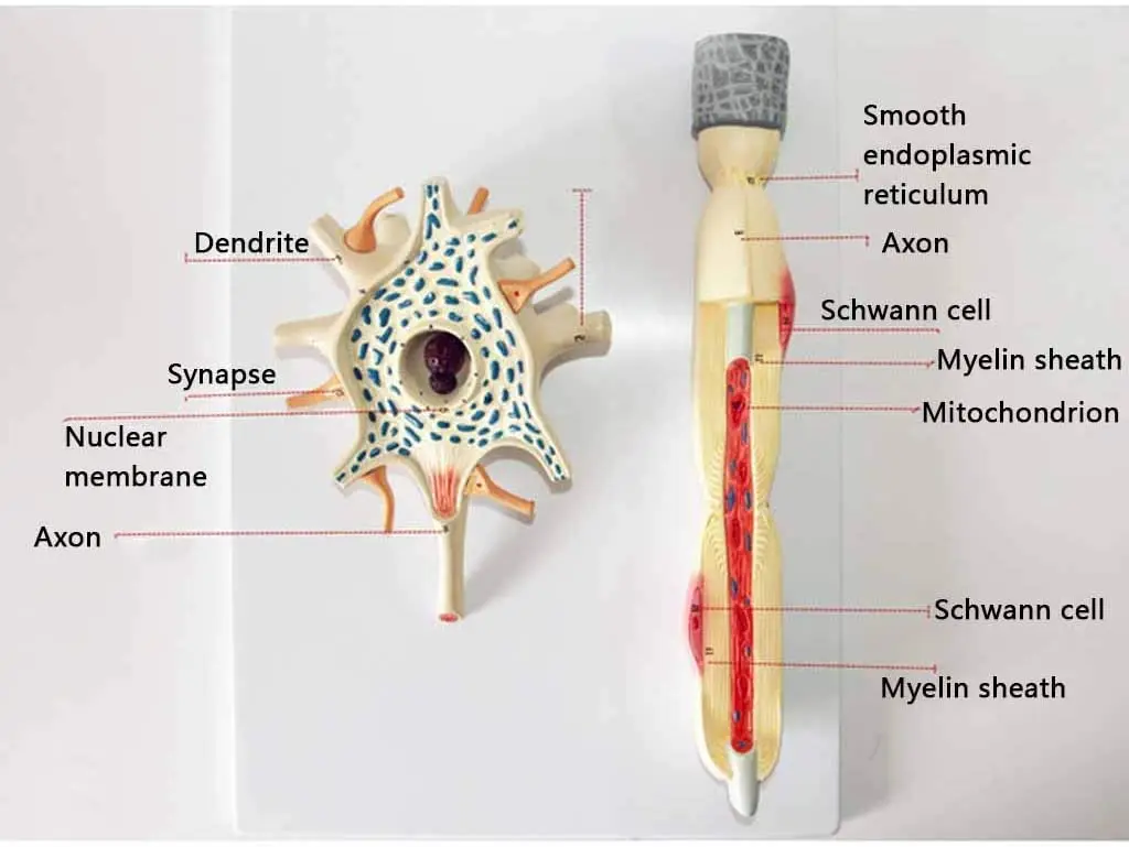 Scientific Human Anatomy - Neuron Model 2500-fold Magnification of Neuronal Cell Body and Nerve Fiber Structure Amplification