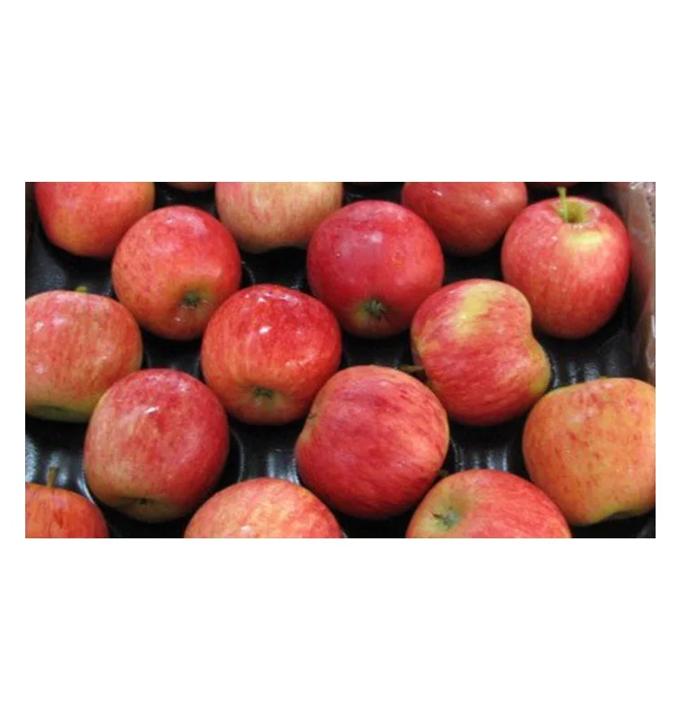 hot selling super quality red royal gala apple for wholesale