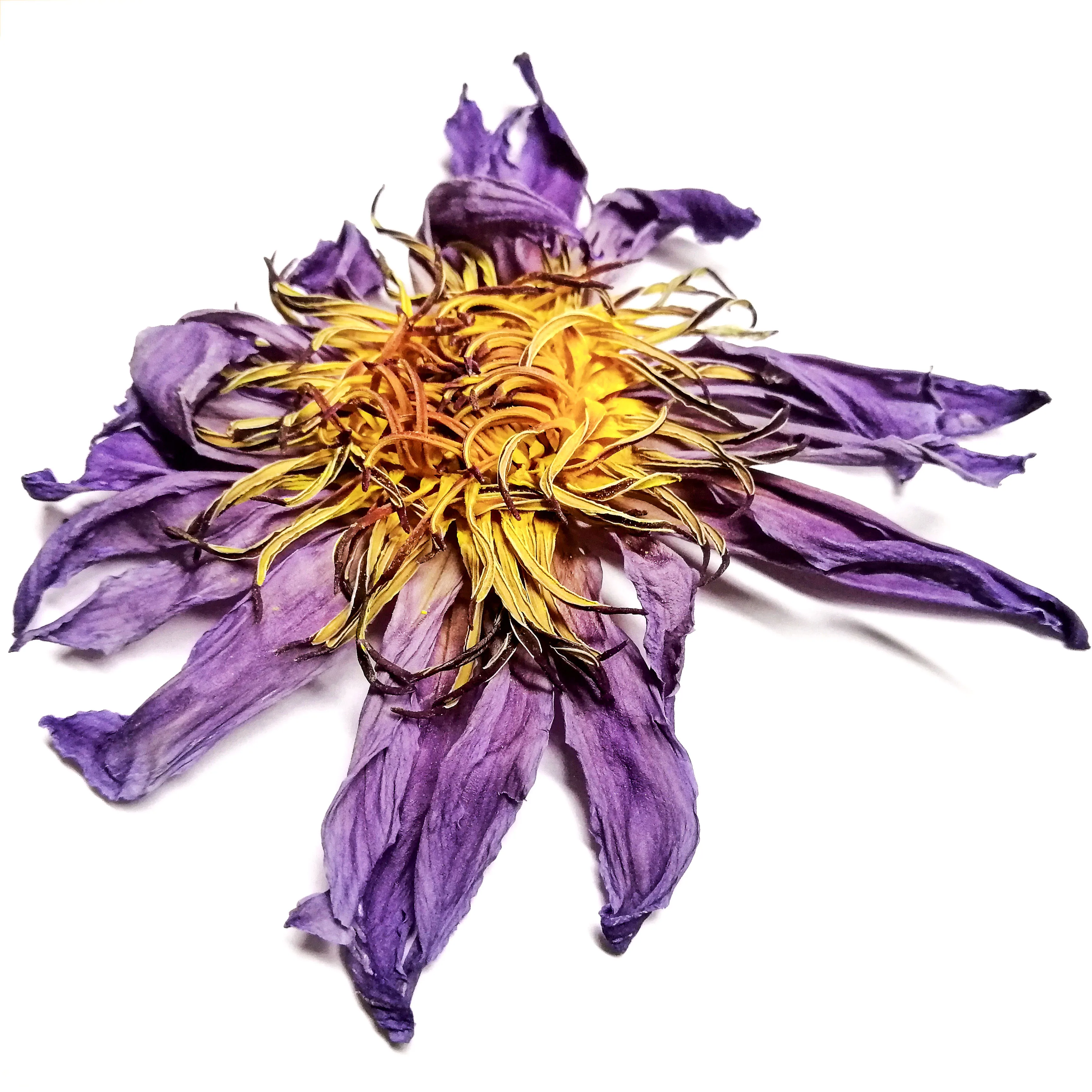 
Natural Base Planting Pesticide Free Chinese Herb Dried Blue Lotus Flower Lan Lianhua 