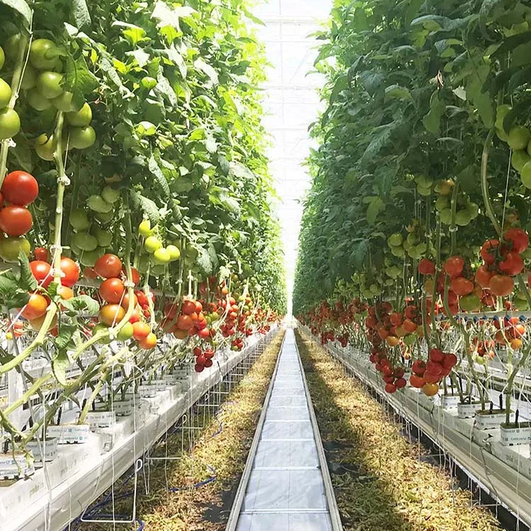 Protecting vegetables growing thailand agricultural greenhouse film tomato hydroponic greenhouse