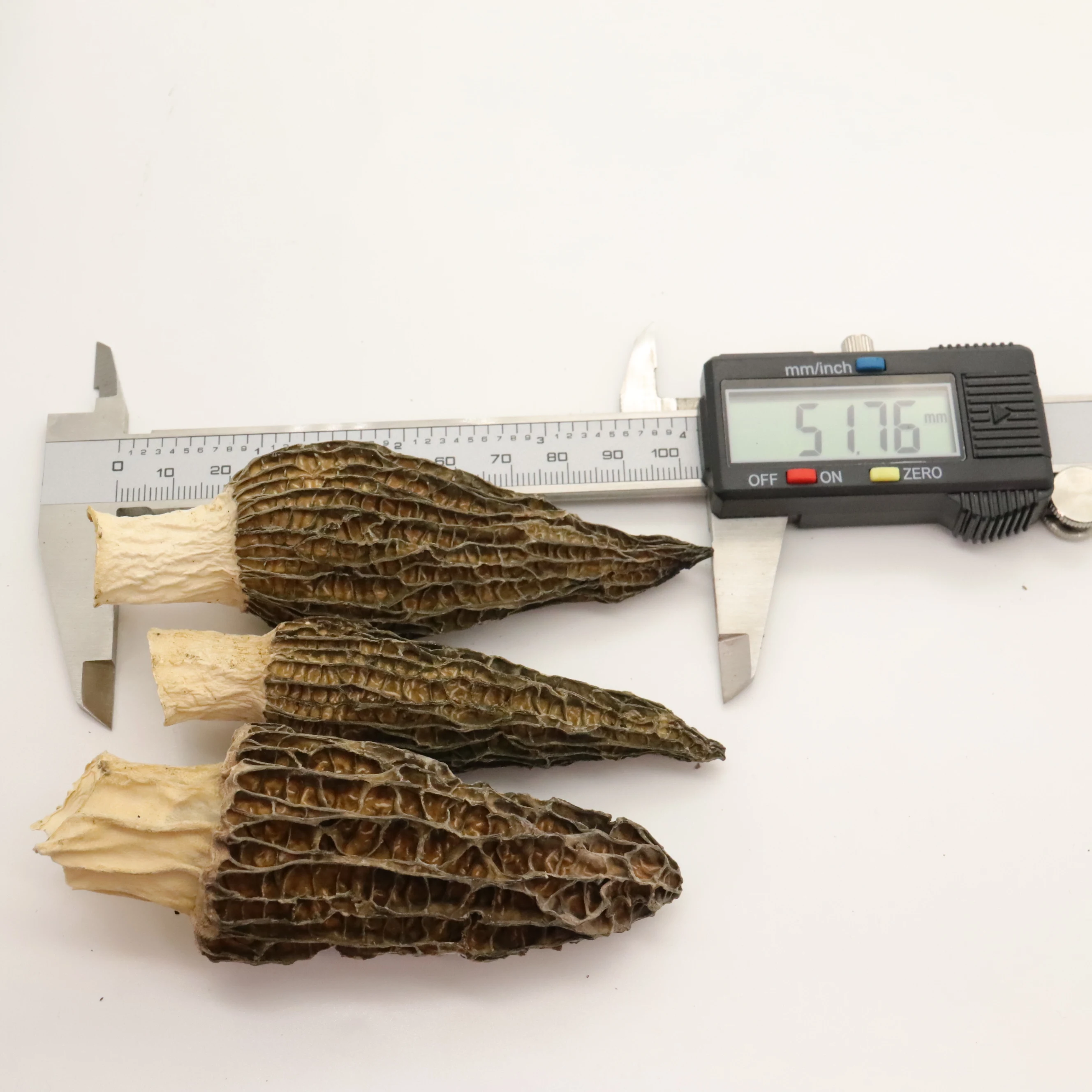 Wholesale Price Morels Mushroom High quality Natural  Wild Morel Mushroom Dry