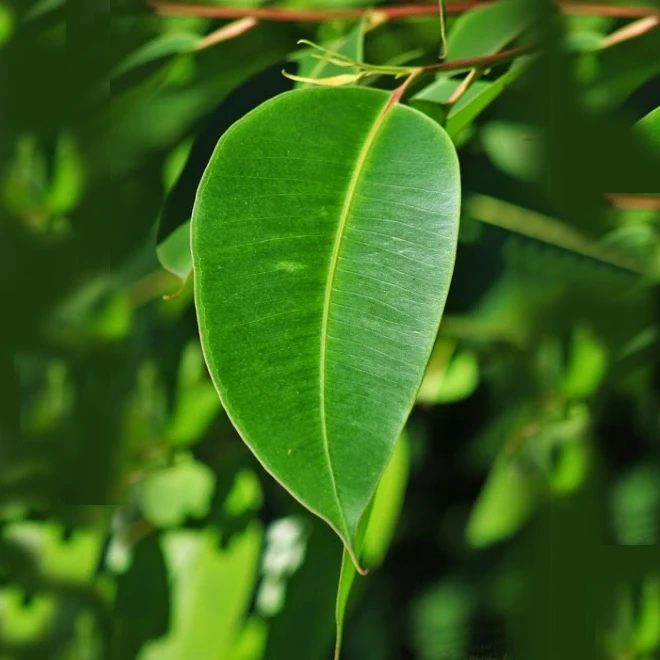 Highest Quality 100% Pure Conventional Eucalyptus Robusta Essential Oil Eucalyptus Robusta Sm For Ingredient Fragrances