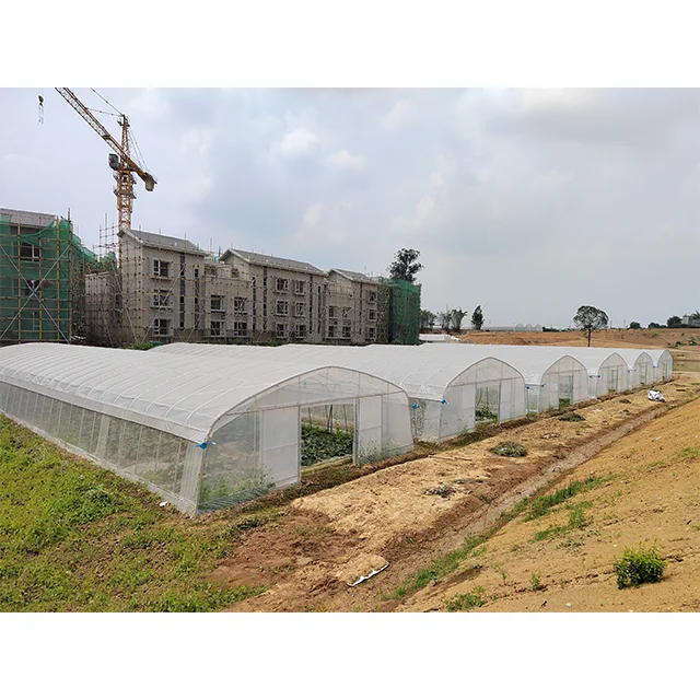 High quality large Single-Span Vegetable Film Greenhouse for Agricultural Use