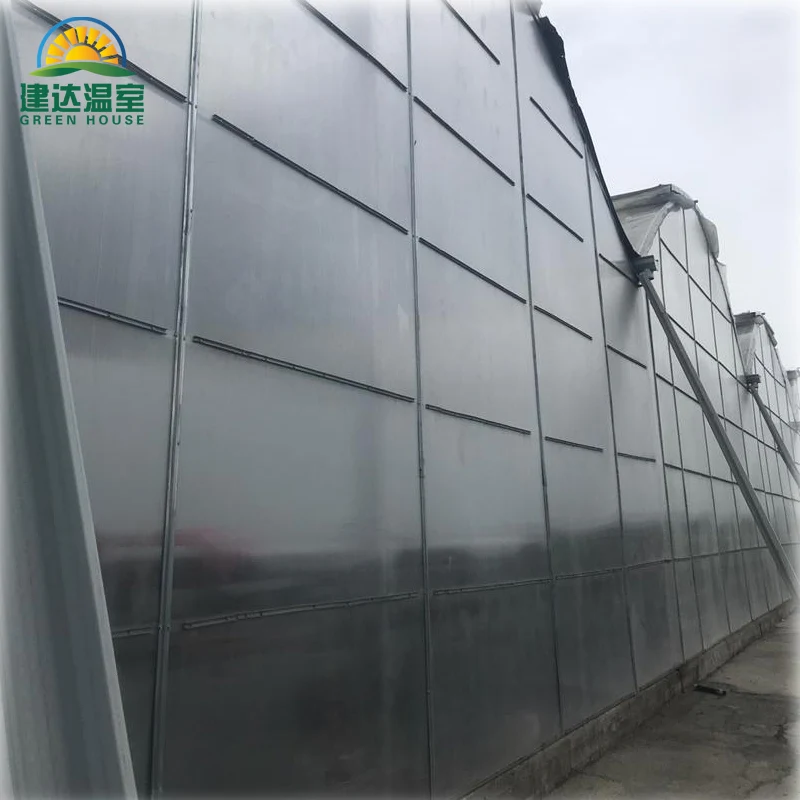 The best quality roof Film and side polycarbonate Greenhouses for tomato growing SUNSGH greenhouse made in china
