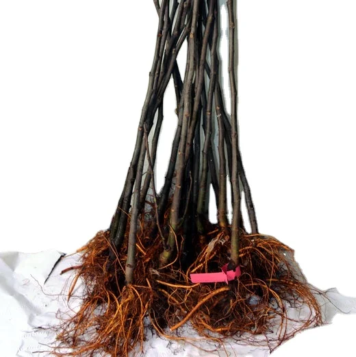 
Factory wholesale divided layer 1-2 years fruit fig plants for planting 