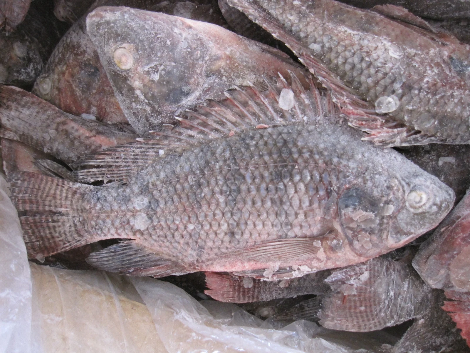 Seapride 300-500g fresh frozen black tilapia poisson wholesale price