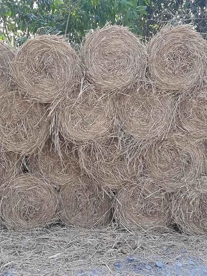 VIETNAM RICE HAY, RICE FODDER, RICE STRAW