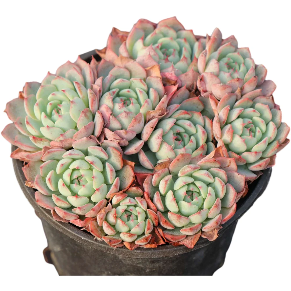 Wholesale ornamental plants live natural succulents succulent plants with high quality