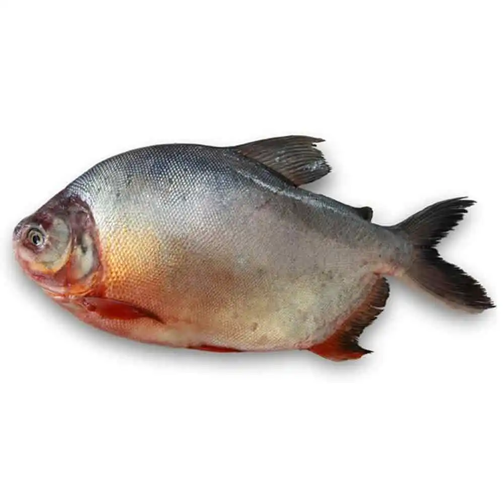 Замороженная красная рыба pacu pompano boerderij opkomst rode pomfret peixe vermelho congelado замороженная