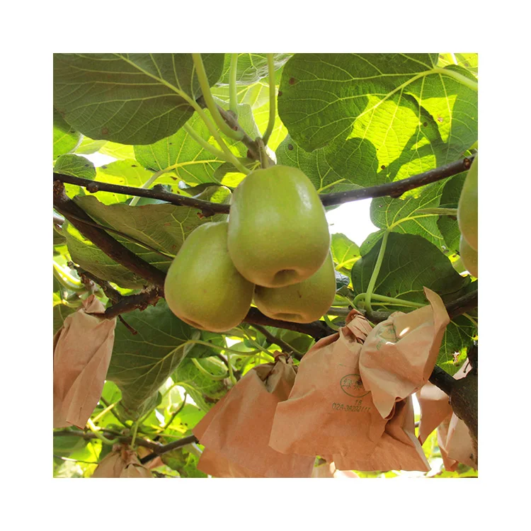 Premium Golden Fresh Kiwi fruit For Export Cheap Price Chinese Supplier