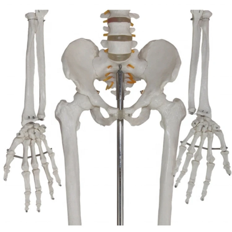 Factory Medical science Life-Size Skeleton 180cm Tall Human Skeleton model for teaching resources