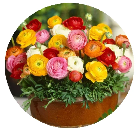 Красивые многолетние персидские лютики/семена Лютика азиатского для декоративных цветов, садовые семена