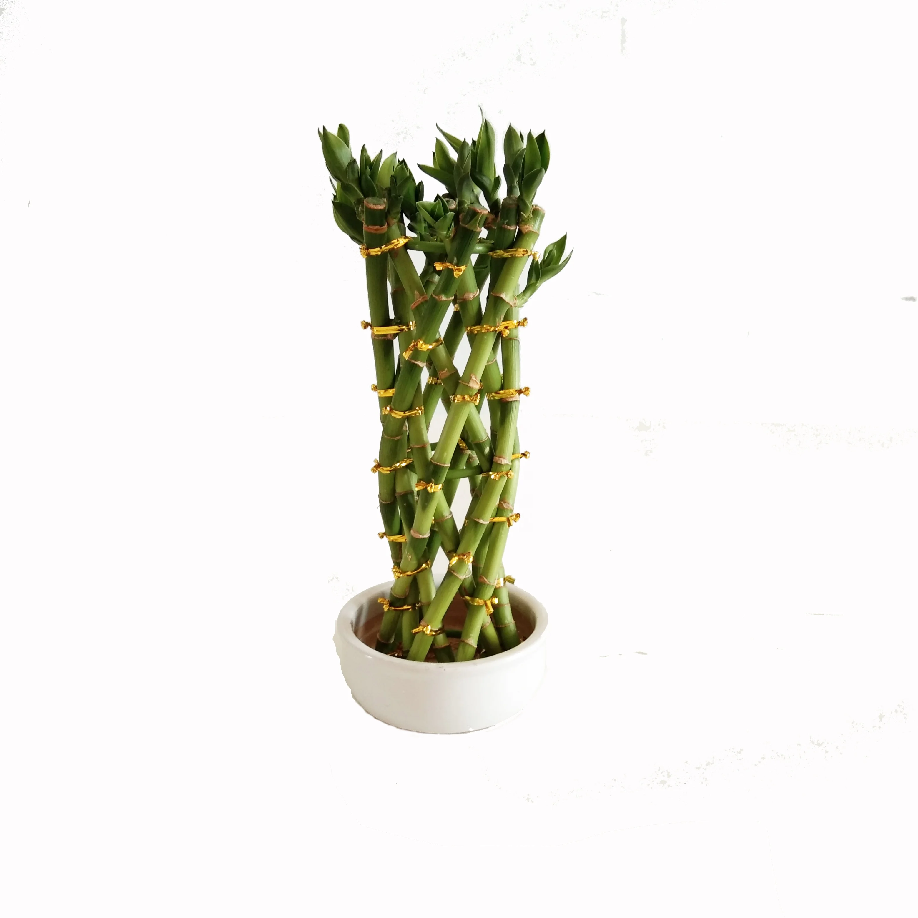 
Green big basket flower style lucky bamboo plant with good quality Zhanjiang 