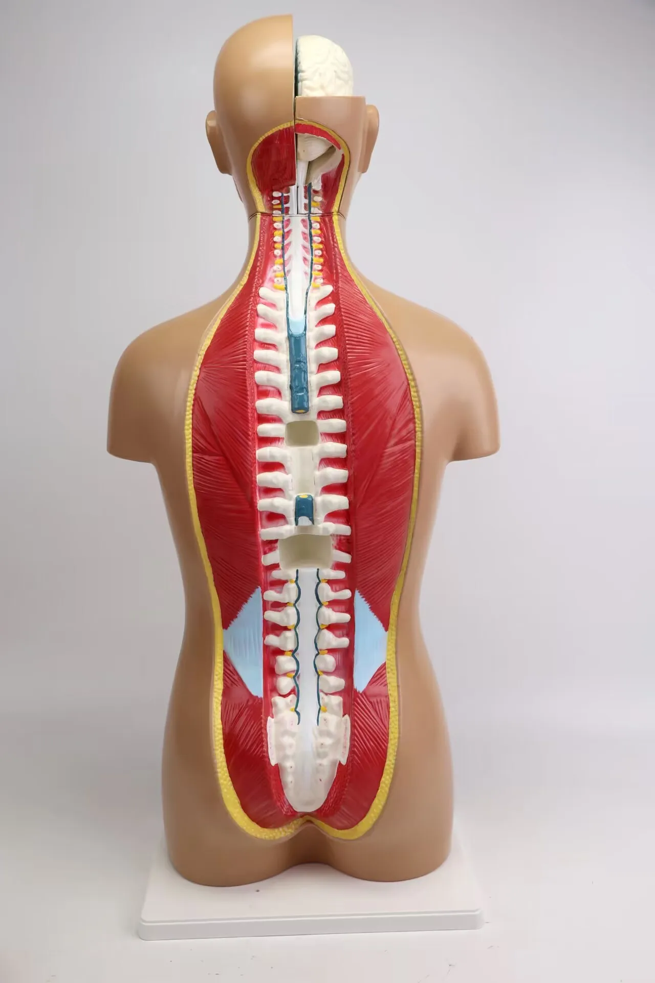 Gelsonlab HSBM-001 Dual Sex Human Torso model Human Body Anatomical Model 85CM(34parts)