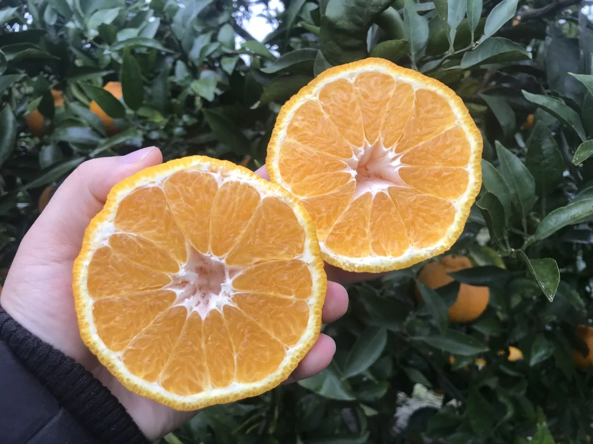 Wholesale Delicious Sweet Fresh Citrus Fruit Fresh Oranges Navel Orange For Sale