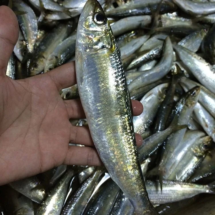 Frozen Sardine Fish W/R