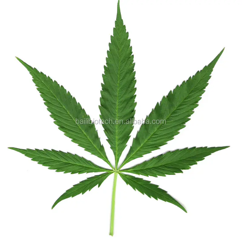 Wholesale Supply of High quality of Hemp Seed Oil