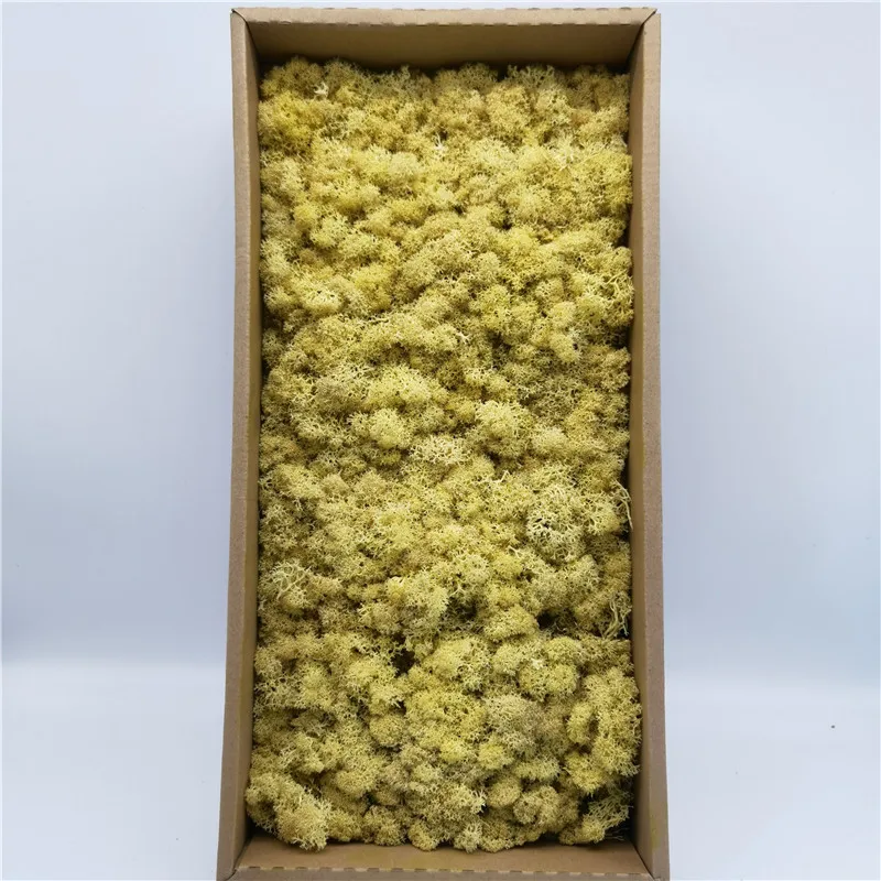 Wholesale Moss Wall Natural Bulk Preserved Moss For Fairy Gardens Terrariums Craft Floral Project Wedding Arts