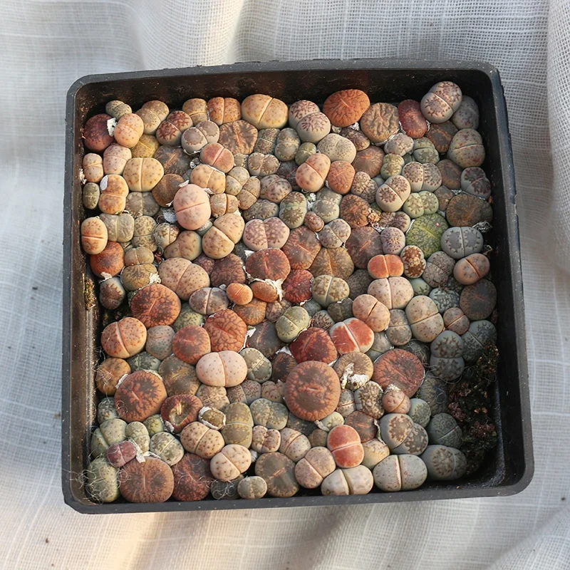 
wholesale natural live plant cactus mini Lithops 10cm pot mixed color cactus 