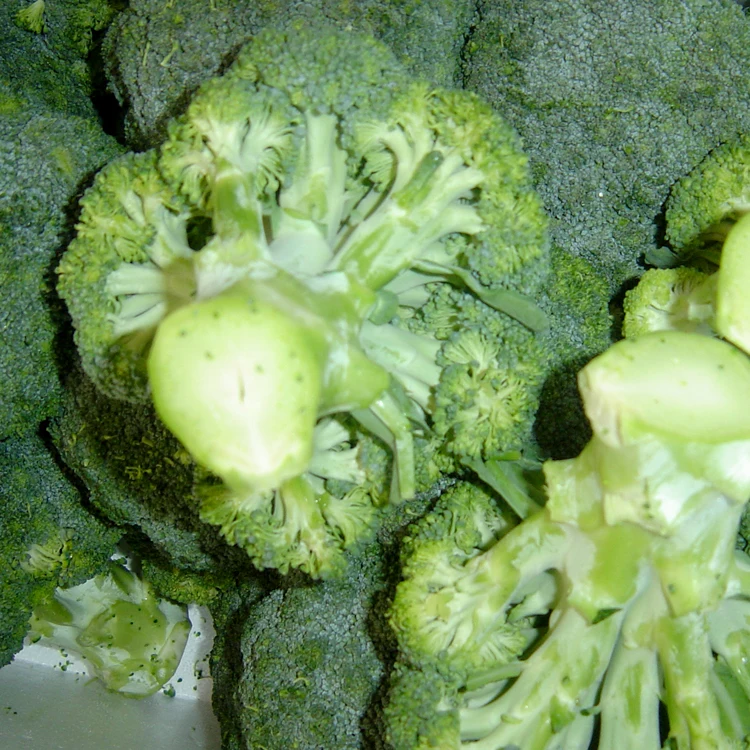 
New crop high quality bulk fresh vegetable green chinese broccoli 
