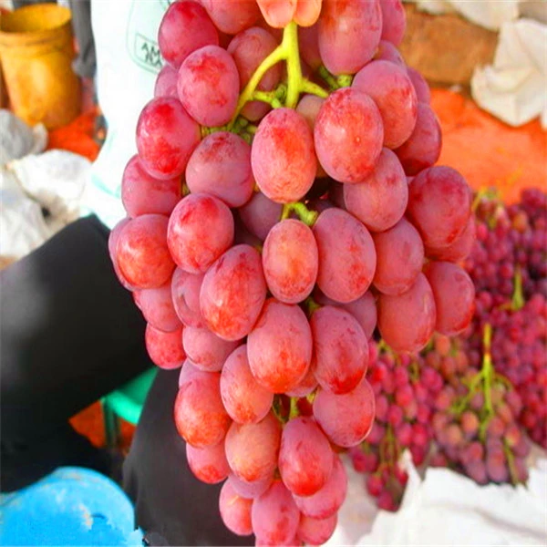 Exporter of Best Selling High Quality Season Grade Fruit Red Globe Grapes at Cheap Factory Price