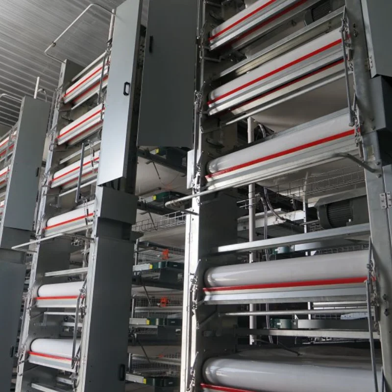 Poultry Chicken Cage Layers Poultry Farming Equipment Supplier Poultry Cages For Layer Chickens For 50000 Birds