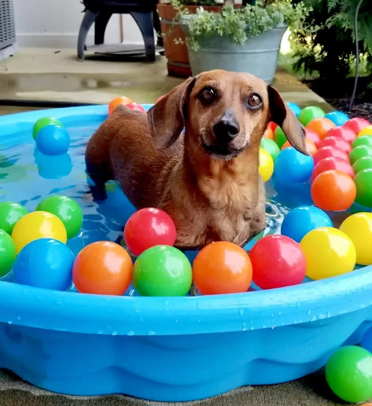 Non-Toxic Colorful BPA Free Play Pool Pit Balls for Toddlers Kids Birthday Party Decorations Tent Tunnels Pit Balls