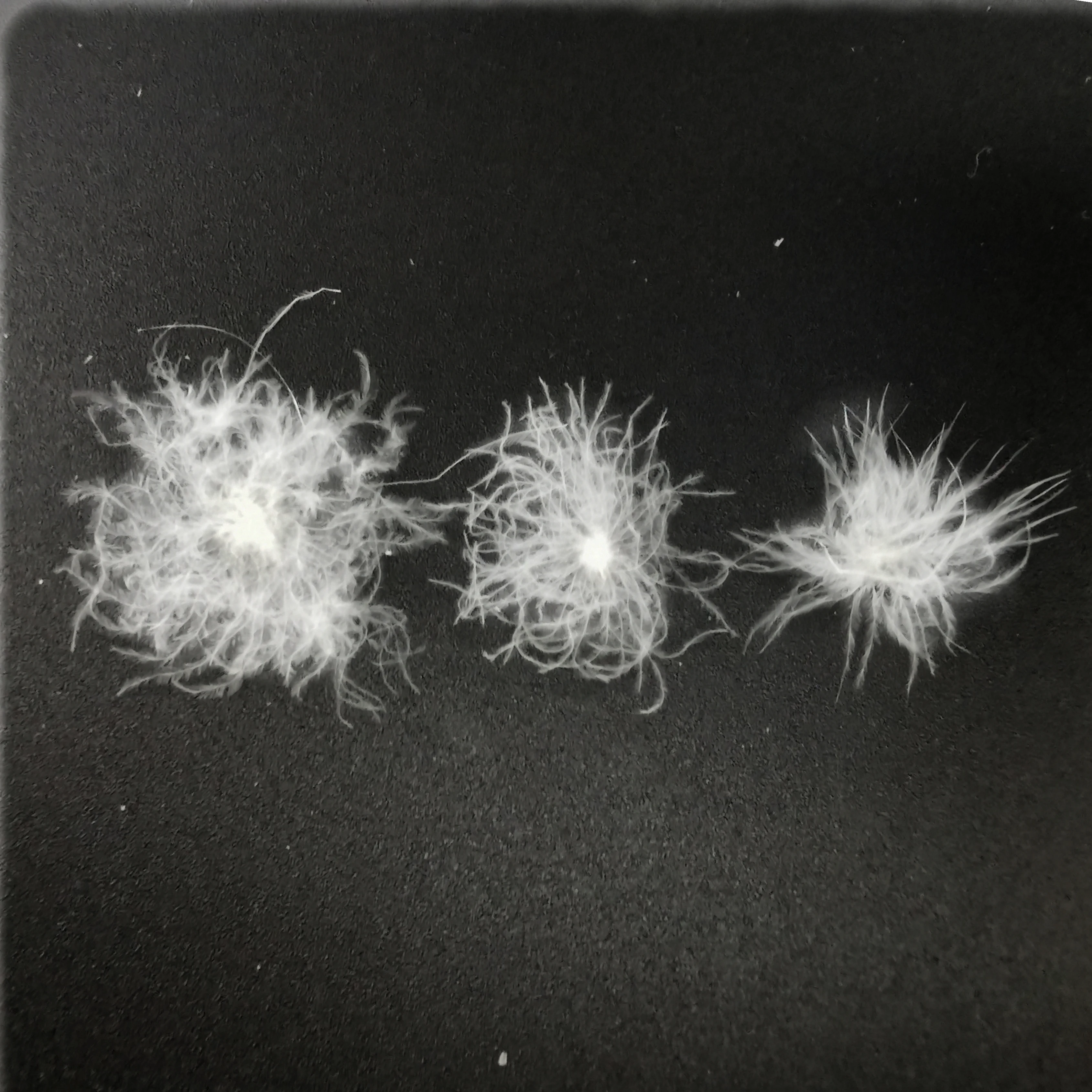 
2019 Factory Price 93% Washed Muscovy Pure White Used Down Feather For Pillow 