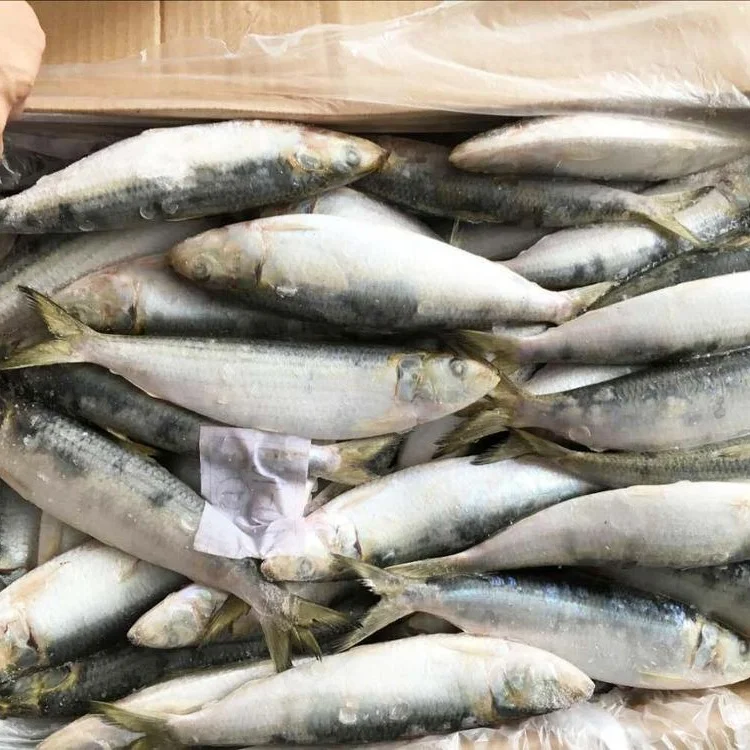 Whole round import export frozen fresh sardine fish price