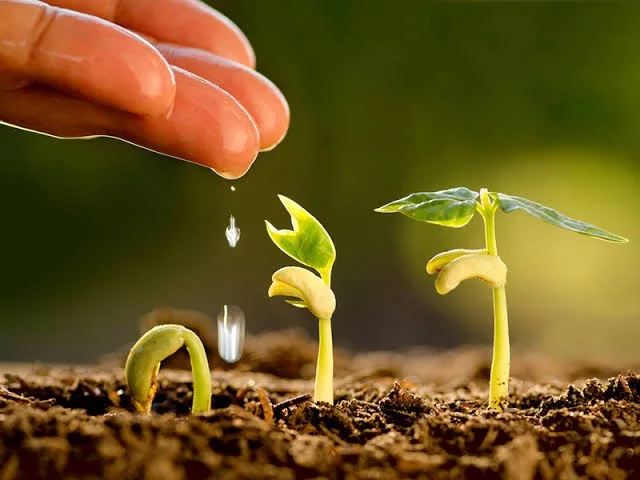 Slow Release Compound Fertilizer To Keep The Freshness Longer