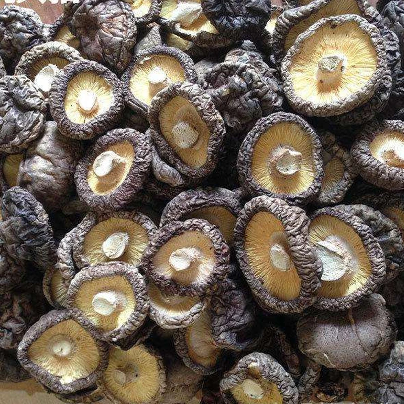 High Quality Dried Mushroom Shiitake Healthy Food Shiitake Mushrooms