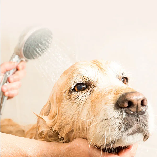 Private Label SPA Oil for Dogs Pets Organic Pet essential Oil