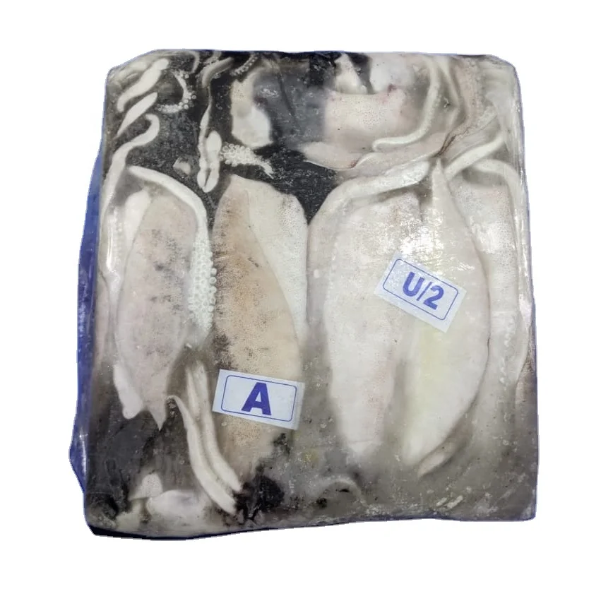 Замороженные thondi кальмар весь раунд