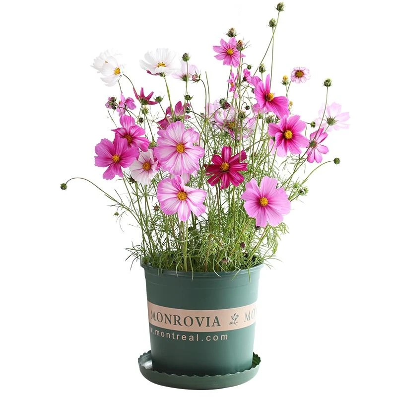 Семена портолака крупноцветковой/семена портолацеи южноцветковой для посадки