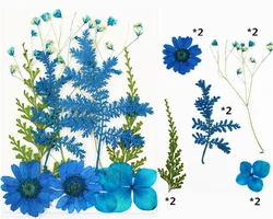 Dry Flower Diy Makeup Nail Phone Case Frame Materials Plant Flower Specimens Real Natural Dried Pressed Flower For Resin