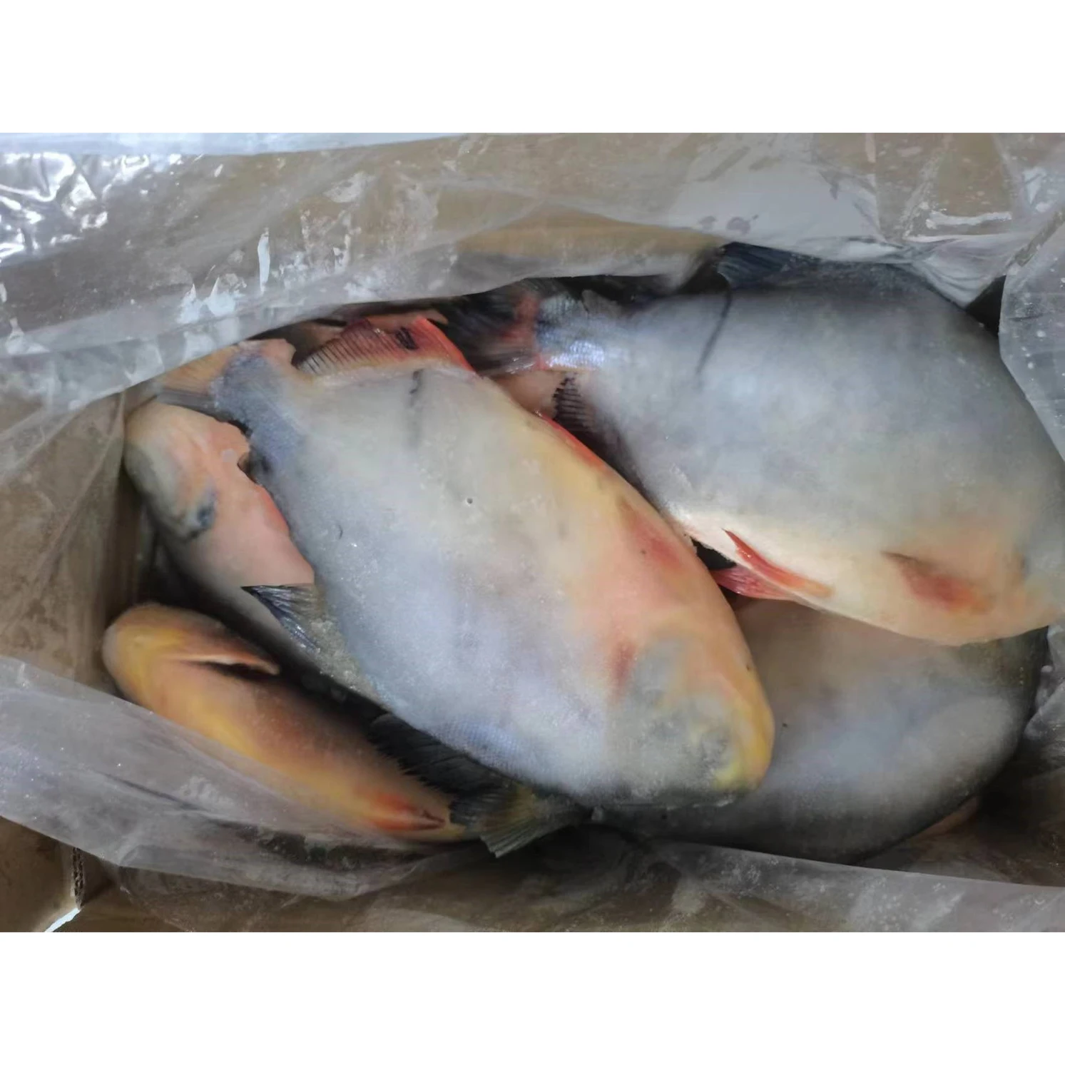 China export frozen pomfret fish red pacu frozen red pomfret fish colossoma brachypomum