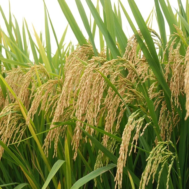 Высококачественный тринатрийфосфат, чайная ложка, пищевая пудра, быстрое происхождение от воды, название штата, минимальная модель, обработка