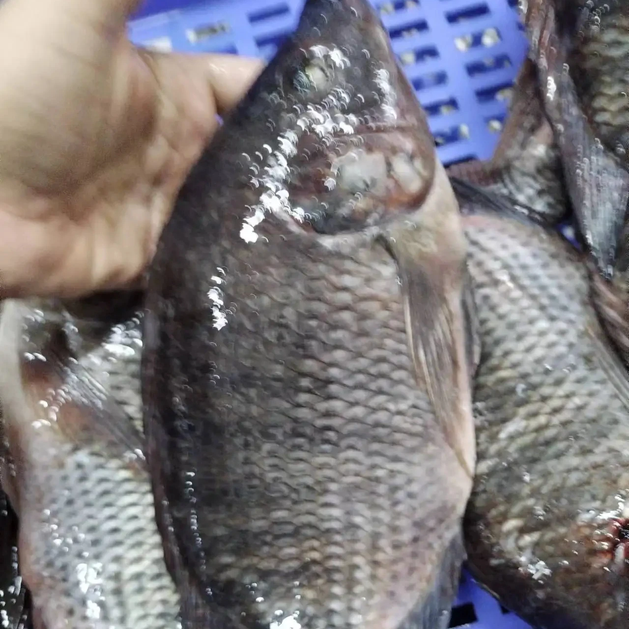 live fish tilapia wholesale frozen whole round black tilapia fish