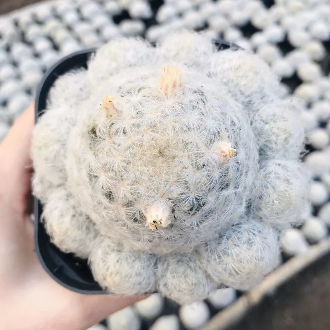 Оптовая продажа, реалистичный кактус Mammillaria plumosa, натуральное растение, живые древесные растения