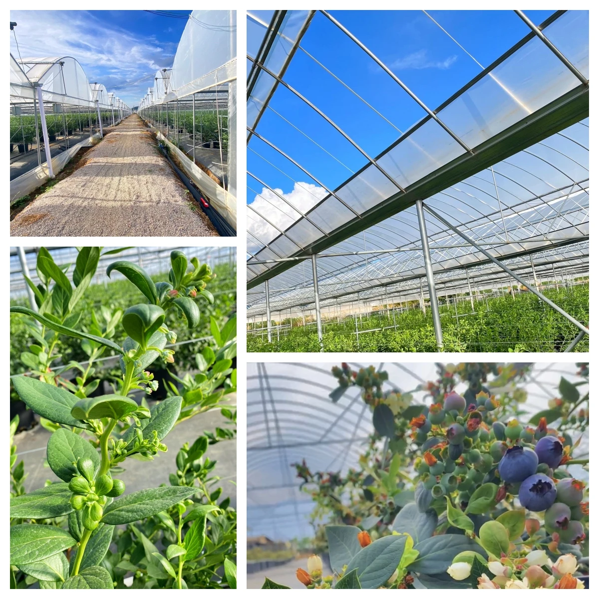 Cherry/Grape/blueberry planting shed  plastic greenhouse planting high tunnel rain shelter greenhouse
